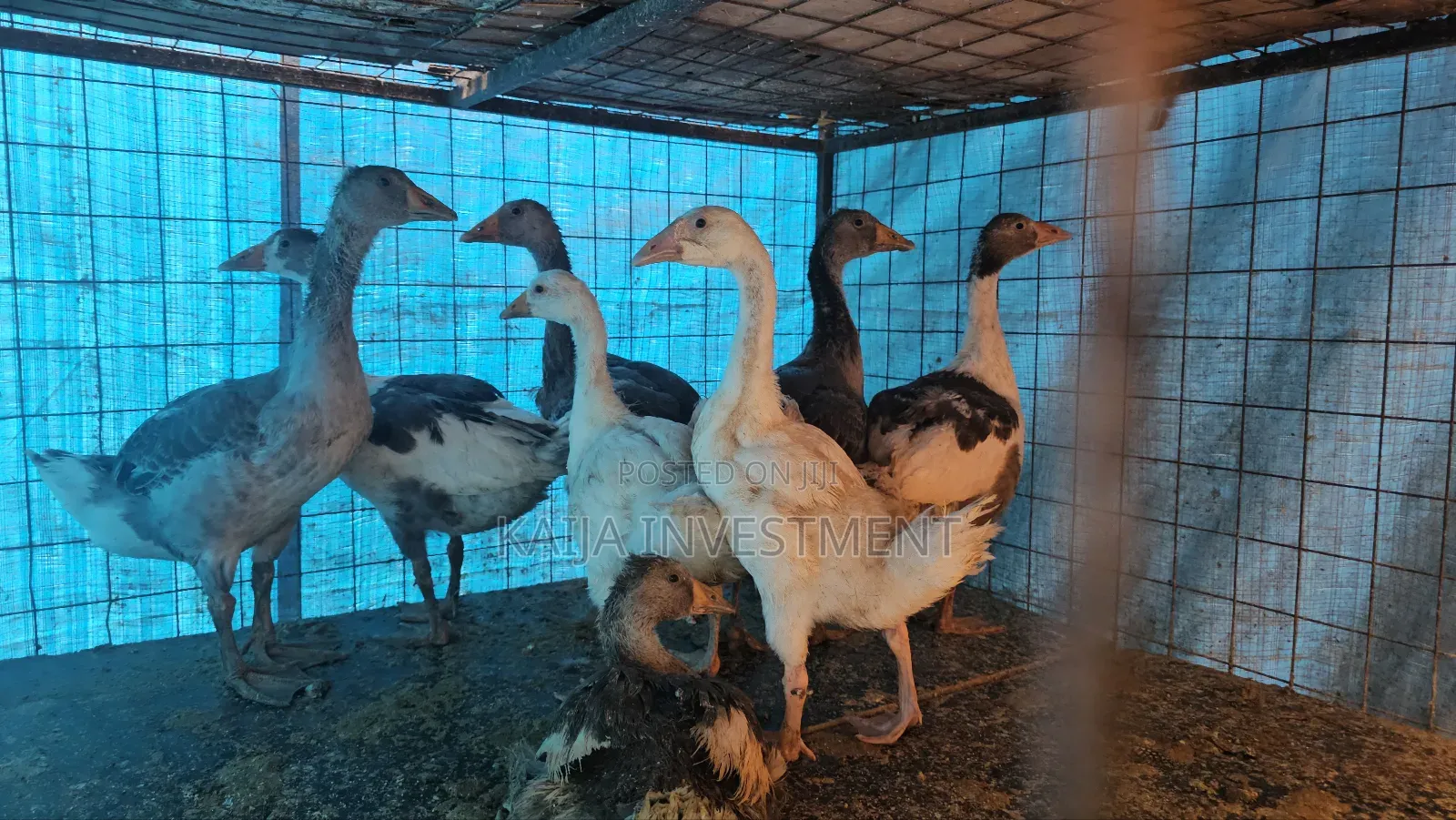 3 to 4 Months Geese