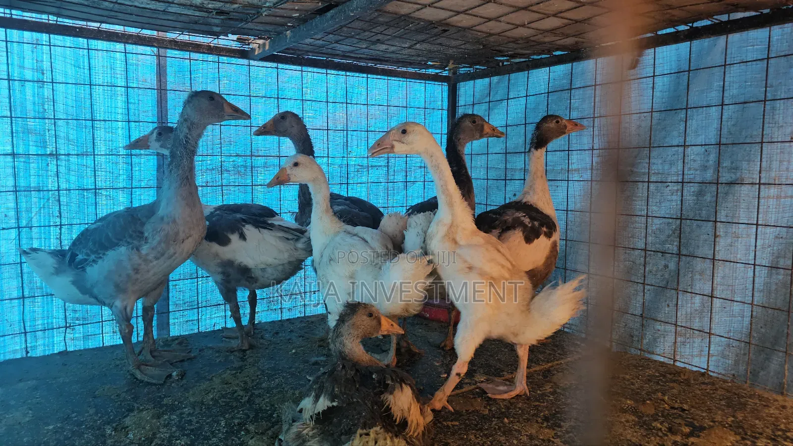 3 to 4 Months Geese