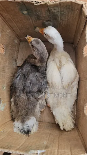 3 to 4 Months Geese