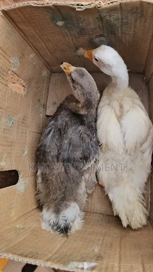 3 to 4 Months Geese