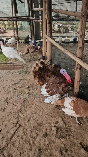Mature Red Bourbon Turkeys Females