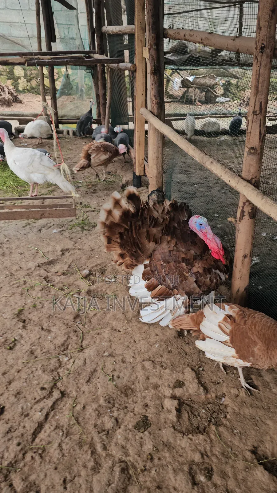 Mature Red Bourbon Turkeys Females