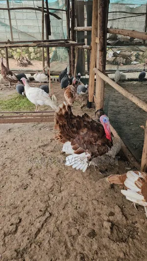 Mature Red Bourbon Turkeys Females