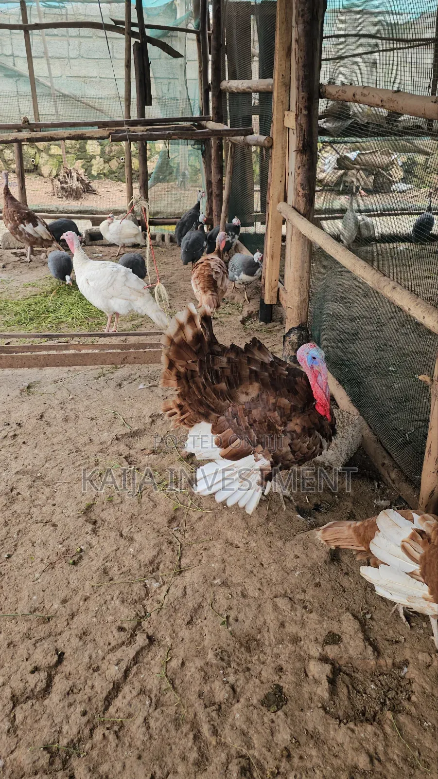 Mature Red Bourbon Turkeys Females