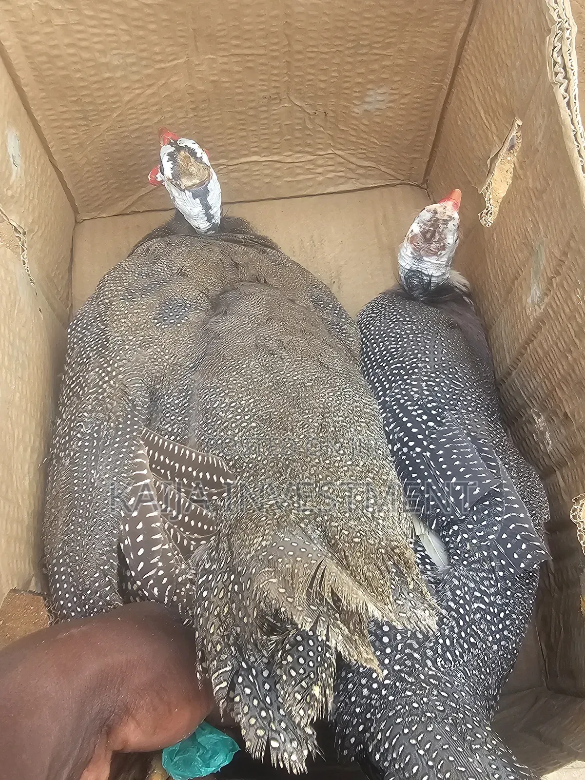 Ready to Lay Guinea Fowls