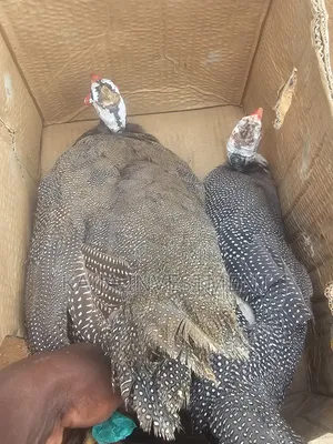 Ready to Lay Guinea Fowls