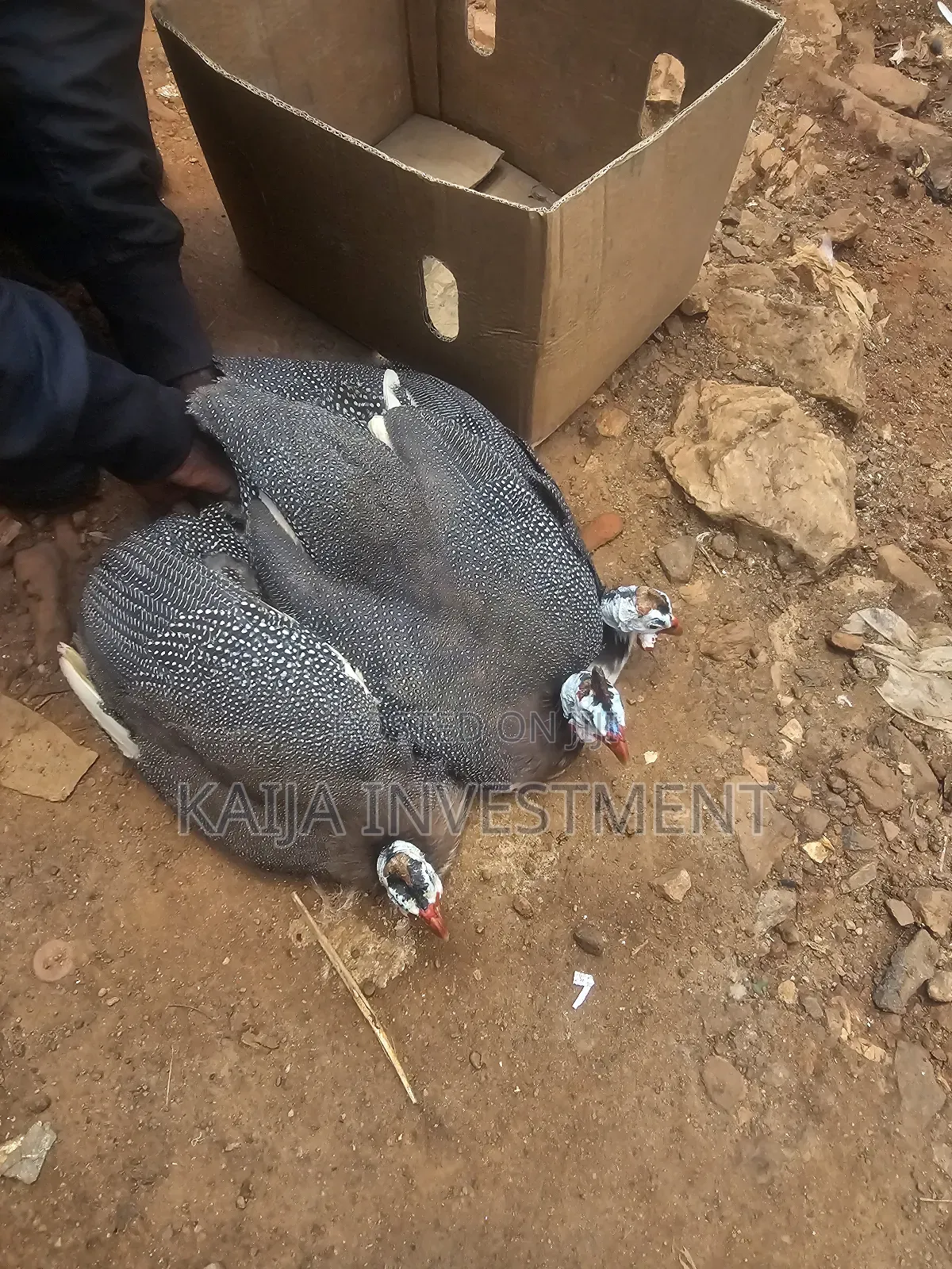 Ready to Lay Guinea Fowls