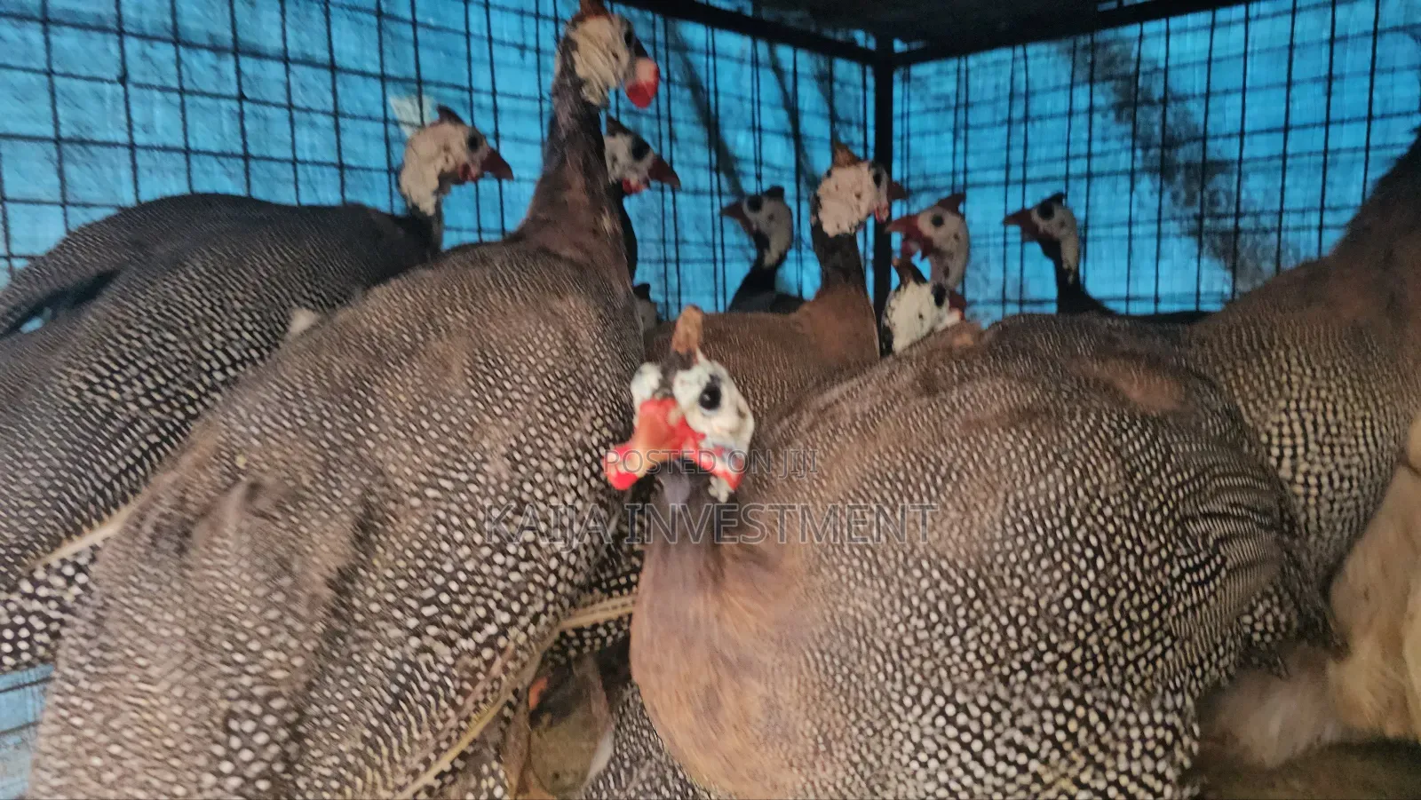 Ready to Lay Guinea Fowls