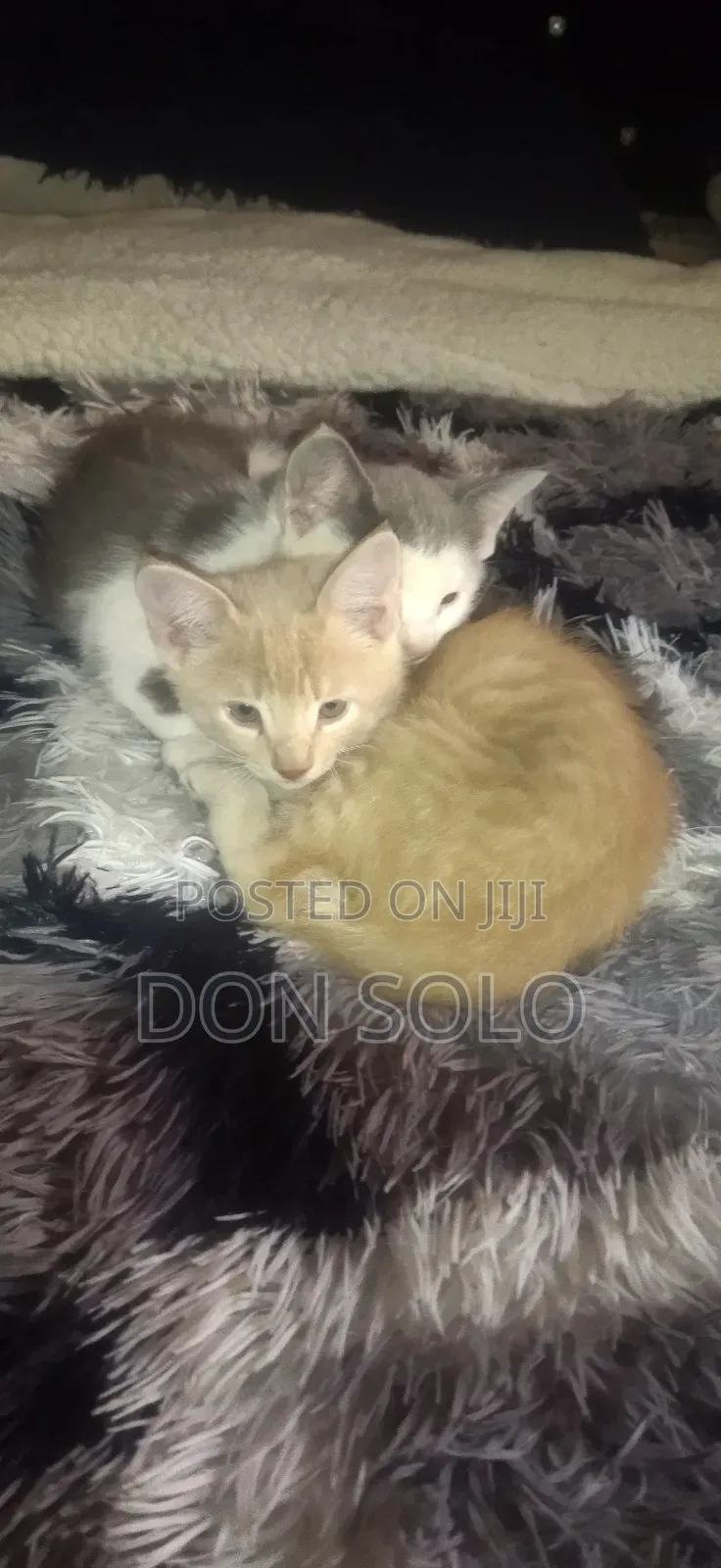1-3 months Female Mixed Breed Nebelung