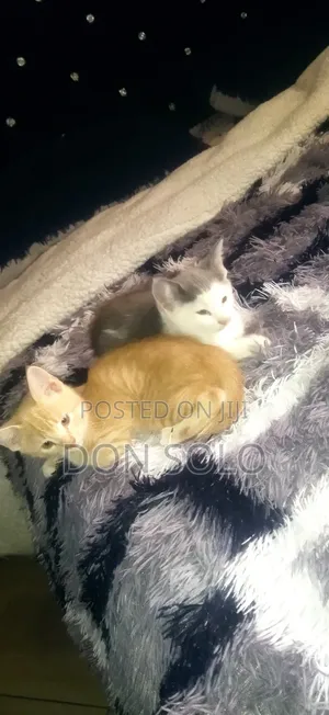 1-3 months Female Mixed Breed American Curl