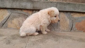 0-1 month Male Mixed Breed Maltese