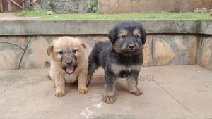 0-1 month Male Mixed Breed Maltese
