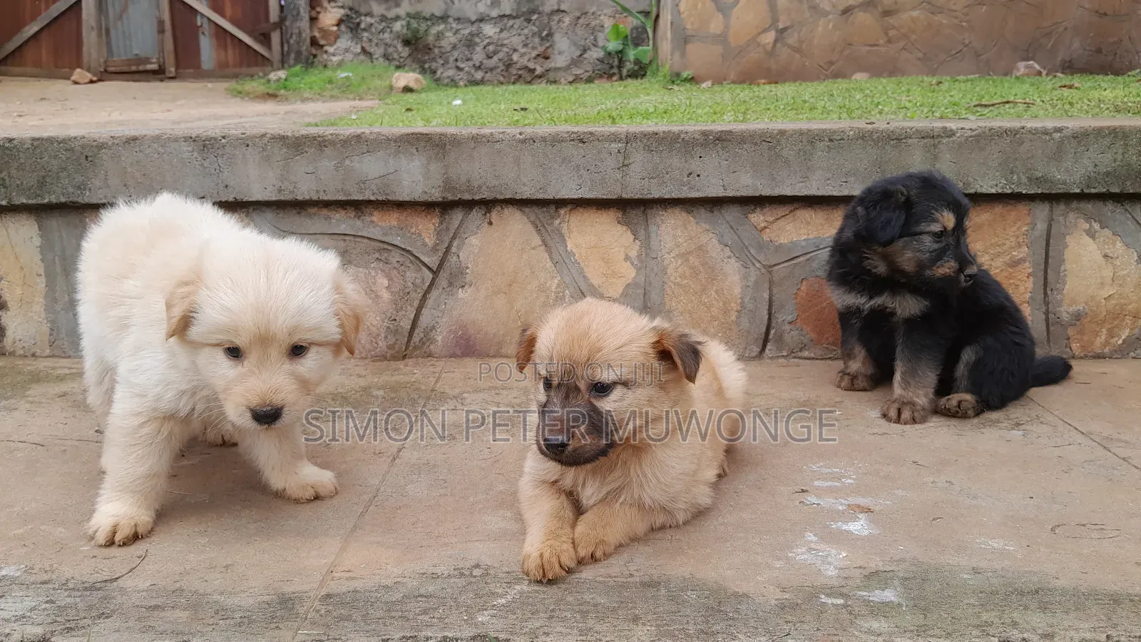0-1 month Male Mixed Breed Maltese