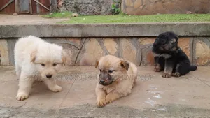 0-1 month Male Mixed Breed Maltese