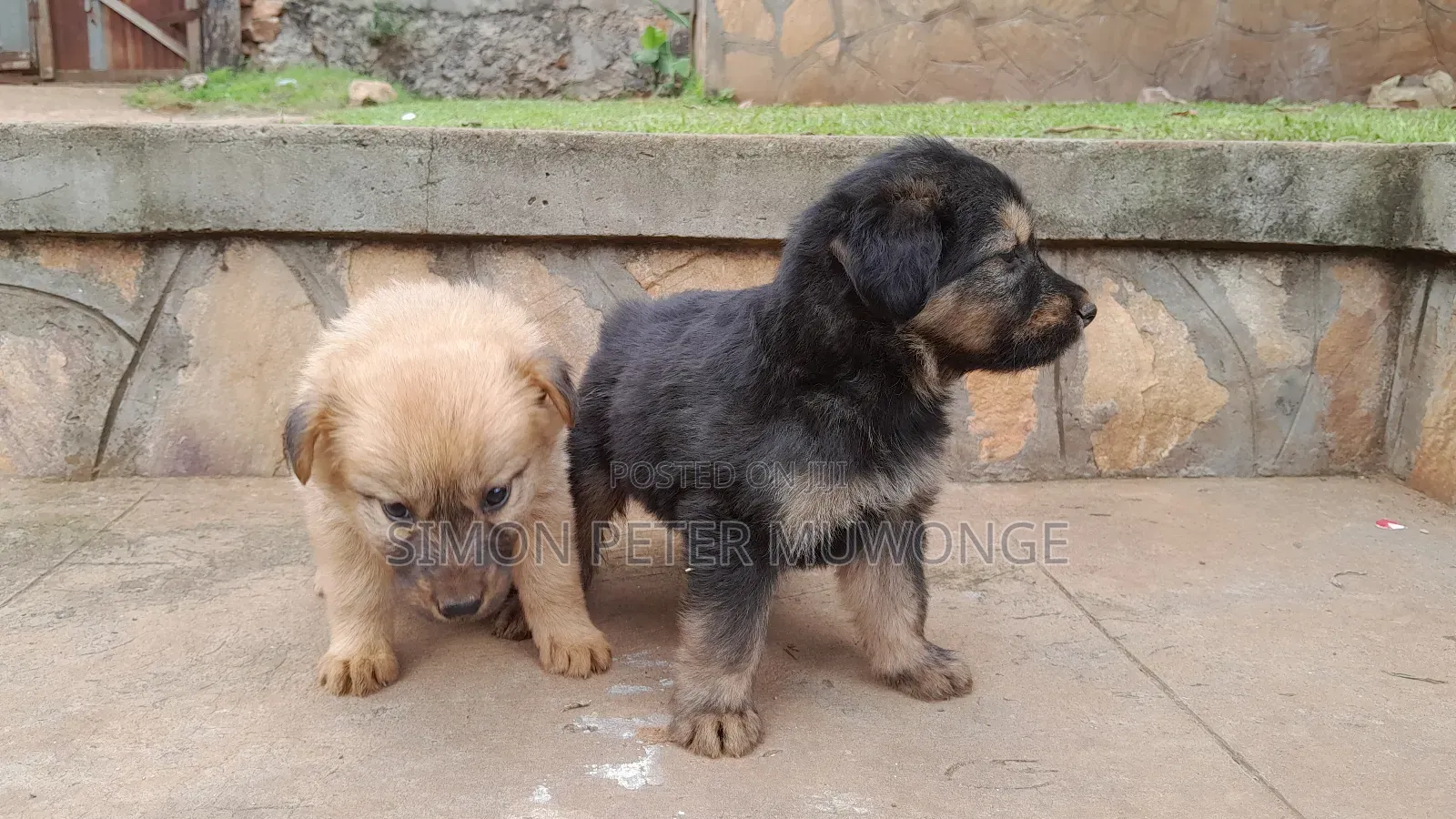 0-1 month Male Mixed Breed Maltese