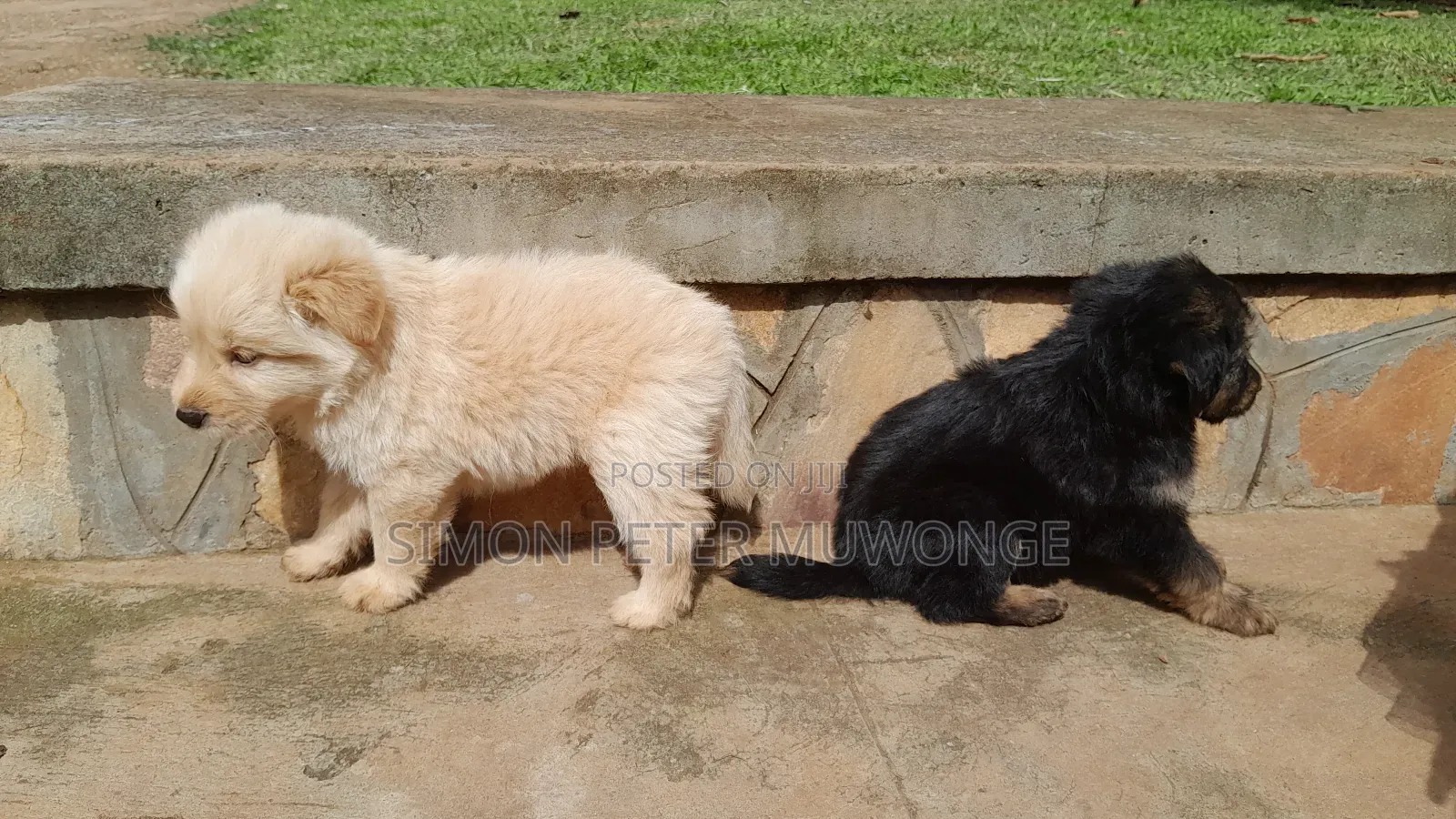 0-1 month Male Mixed Breed Maltese