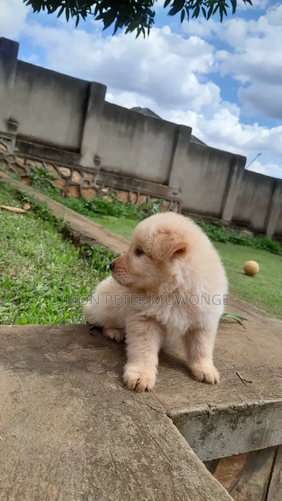 0-1 month Male Mixed Breed Maltese