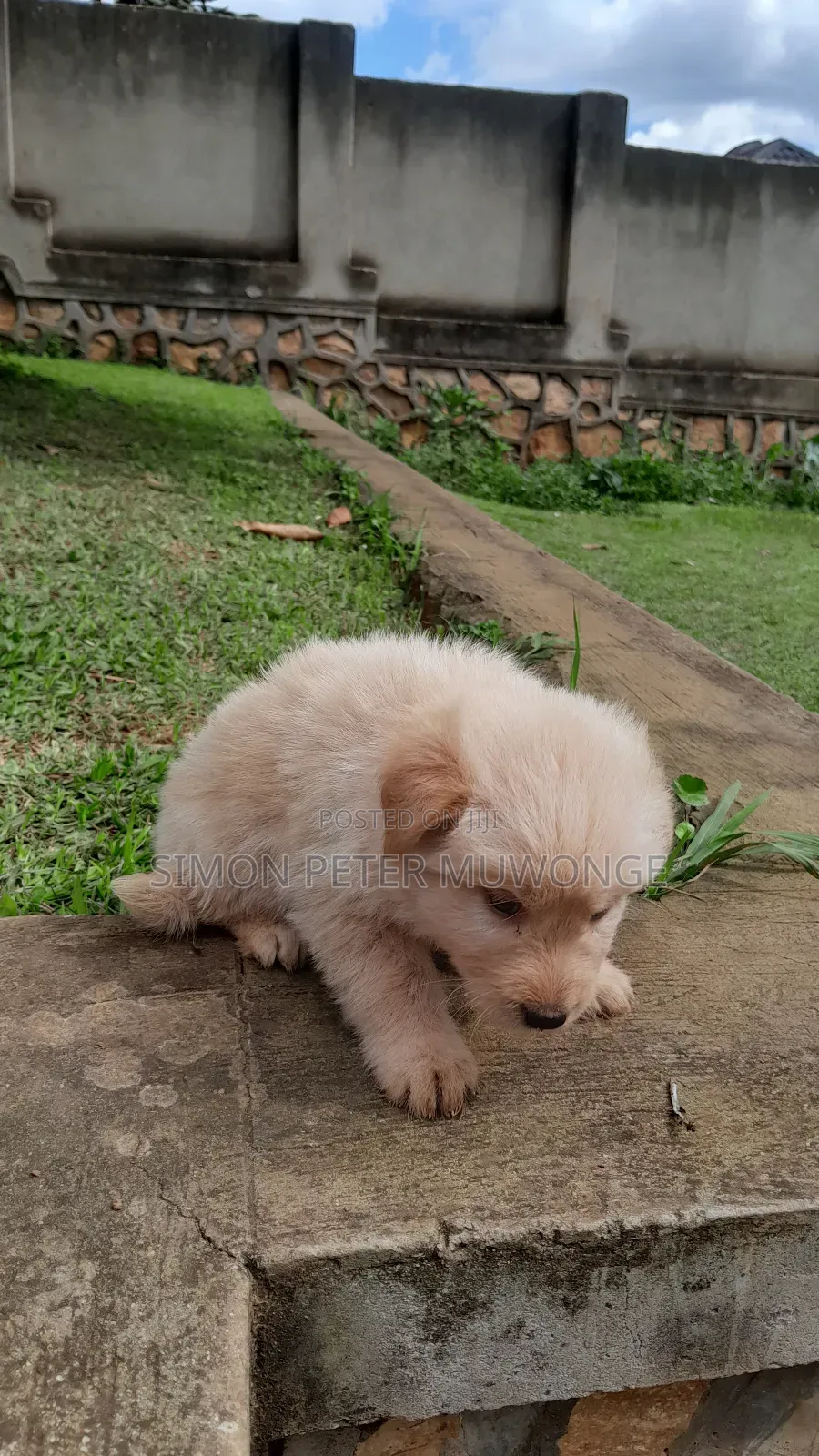 0-1 month Male Mixed Breed Maltese