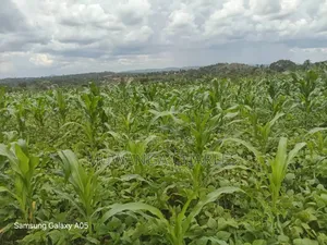 4acres of Land on Quick Sale in Nakasajja