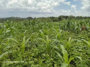 4acres of Land on Quick Sale in Nakasajja