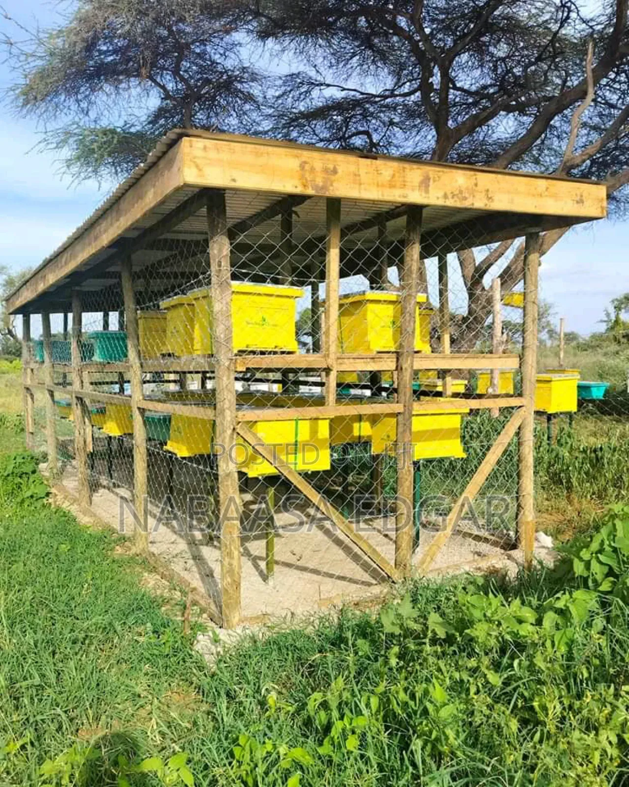 Beehive Langstroth and KTB