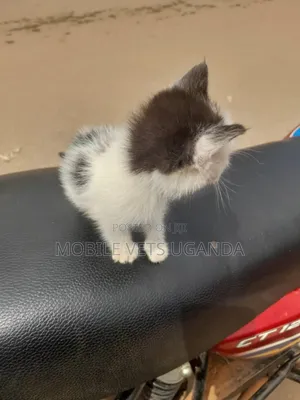 0-1 month Male Purebred Balinese