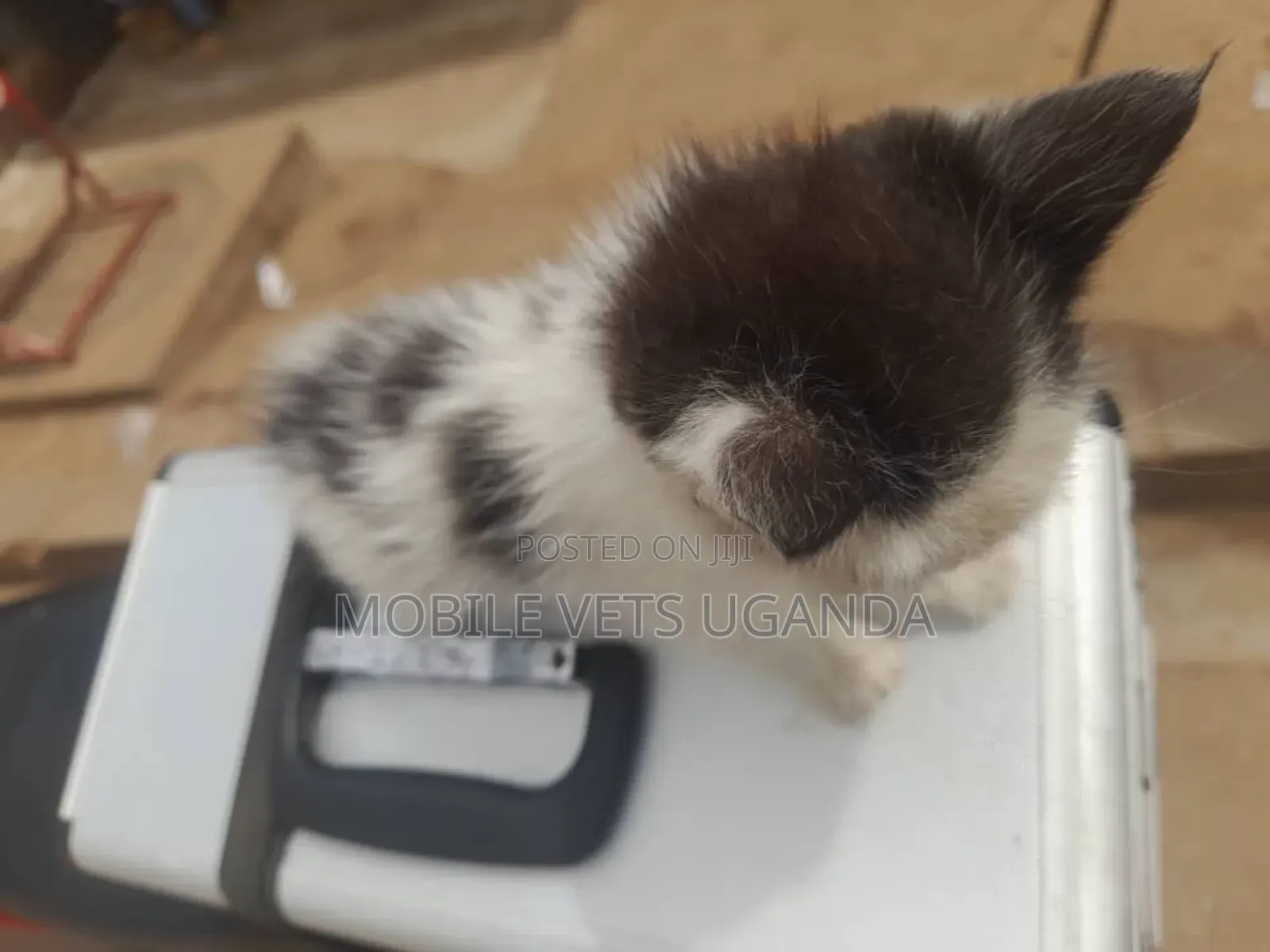 1-3 months Male Purebred Egyptian Mau