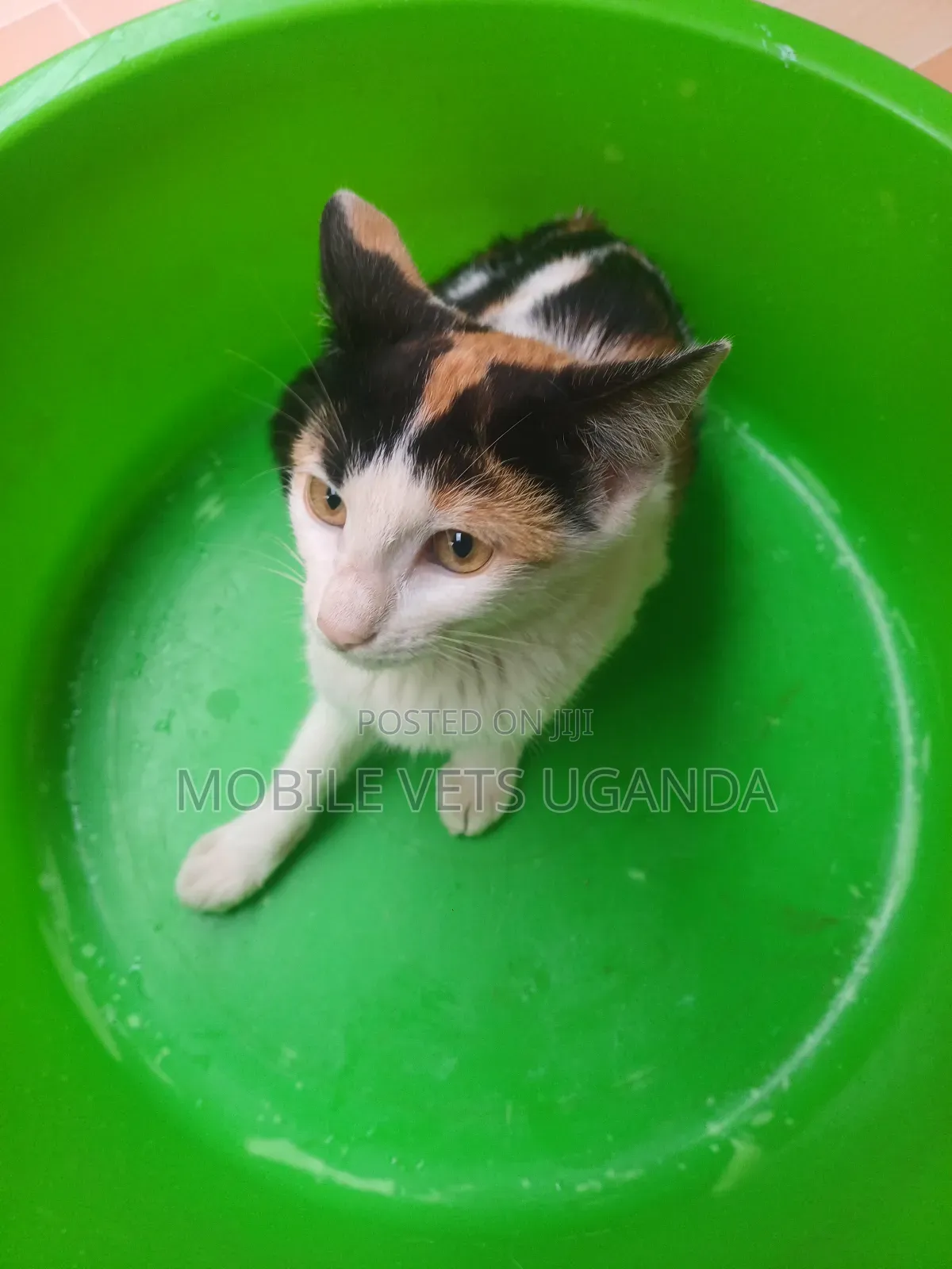 3-6 months Female Purebred American Wirehair