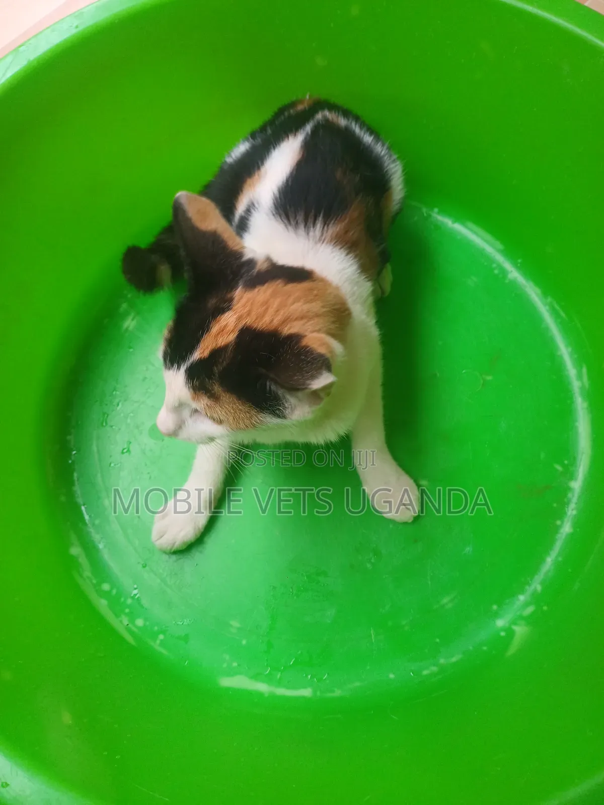0-1 month Male Purebred Javanese