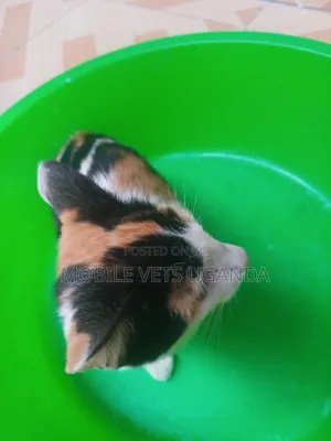 0-1 month Male Purebred Cornish Rex