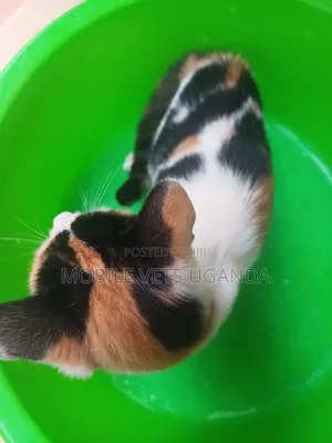 1-3 months Female Purebred Birman