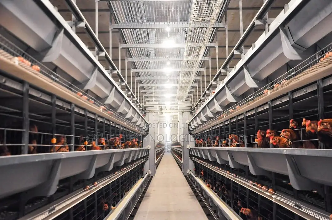 Smart Poultry H Type House Automation 100,000 Birds