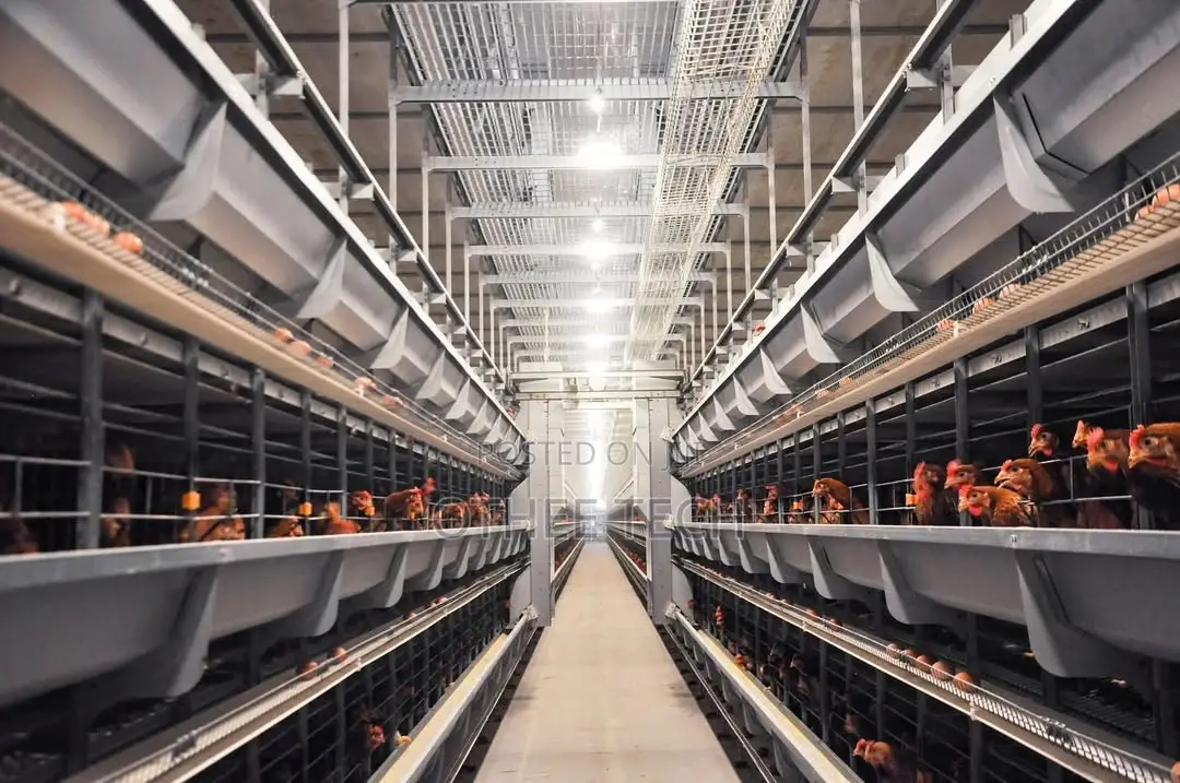 Smart Poultry H Type House Automation 100,000 Birds