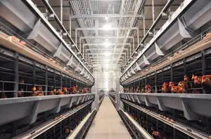 Smart Poultry H Type House Automation 100,000 Birds