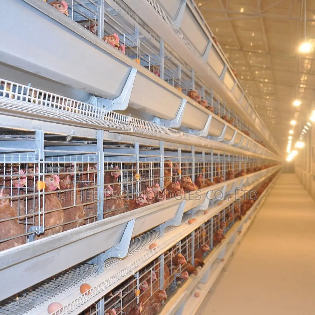 Smart Poultry H Type House Automation 100,000 Birds