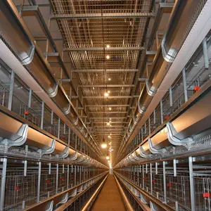 Smart Poultry H Type House Automation 100,000 Birds