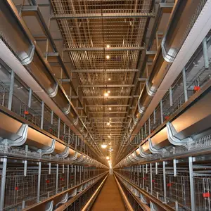 Smart Poultry H Type House Automation 100,000 Birds