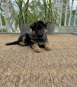 1-3 months Male Purebred German Shepherd