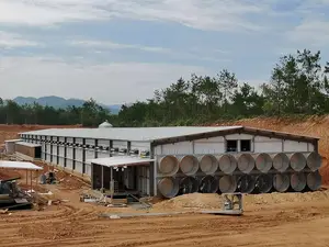 300,000 Layer Chicken Houses With H-Type Fully Automated System