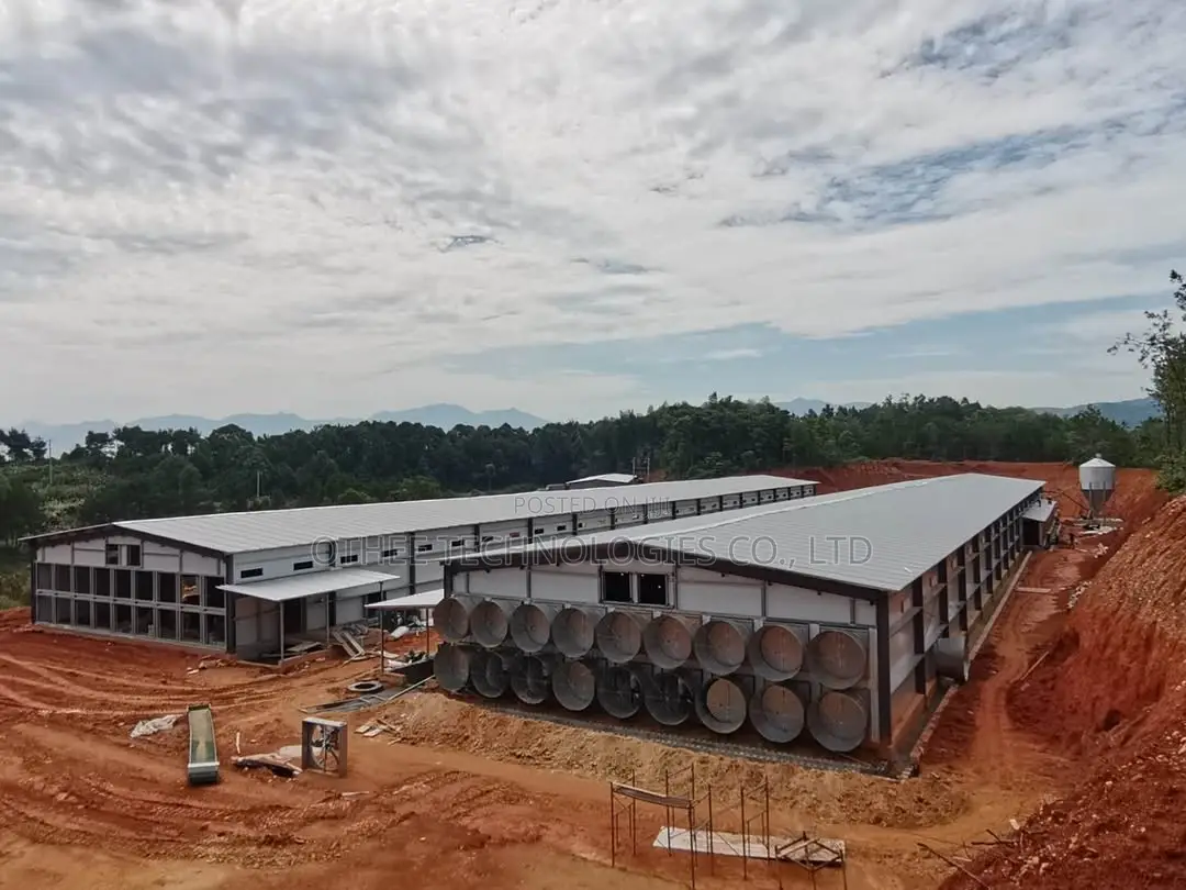 300,000 Layer Chicken Houses With H-Type Fully Automated System