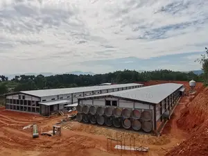300,000 Layer Chicken Houses With H-Type Fully Automated System
