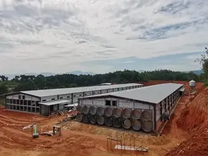 300,000 Layer Chicken Houses With H-Type Fully Automated System