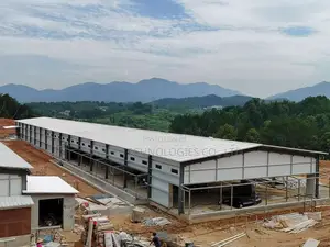 300,000 Layer Chicken Houses With H-Type Fully Automated System