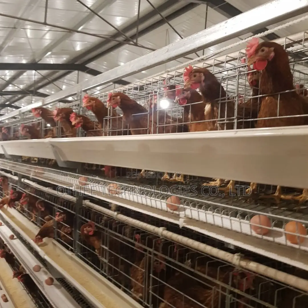 Auto Type a Cage Upto 8000 Laying Hens in One House