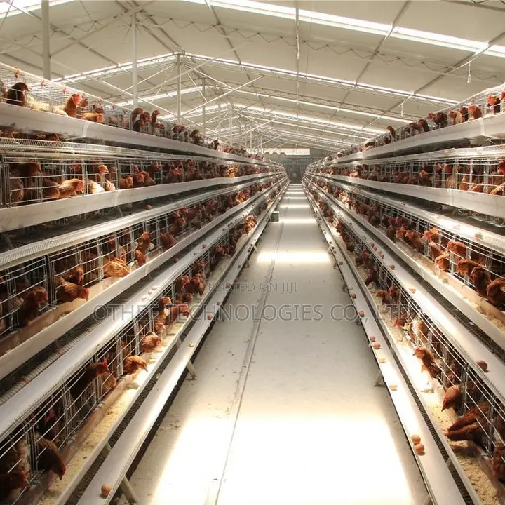 Auto Type a Cage Upto 8000 Laying Hens in One House