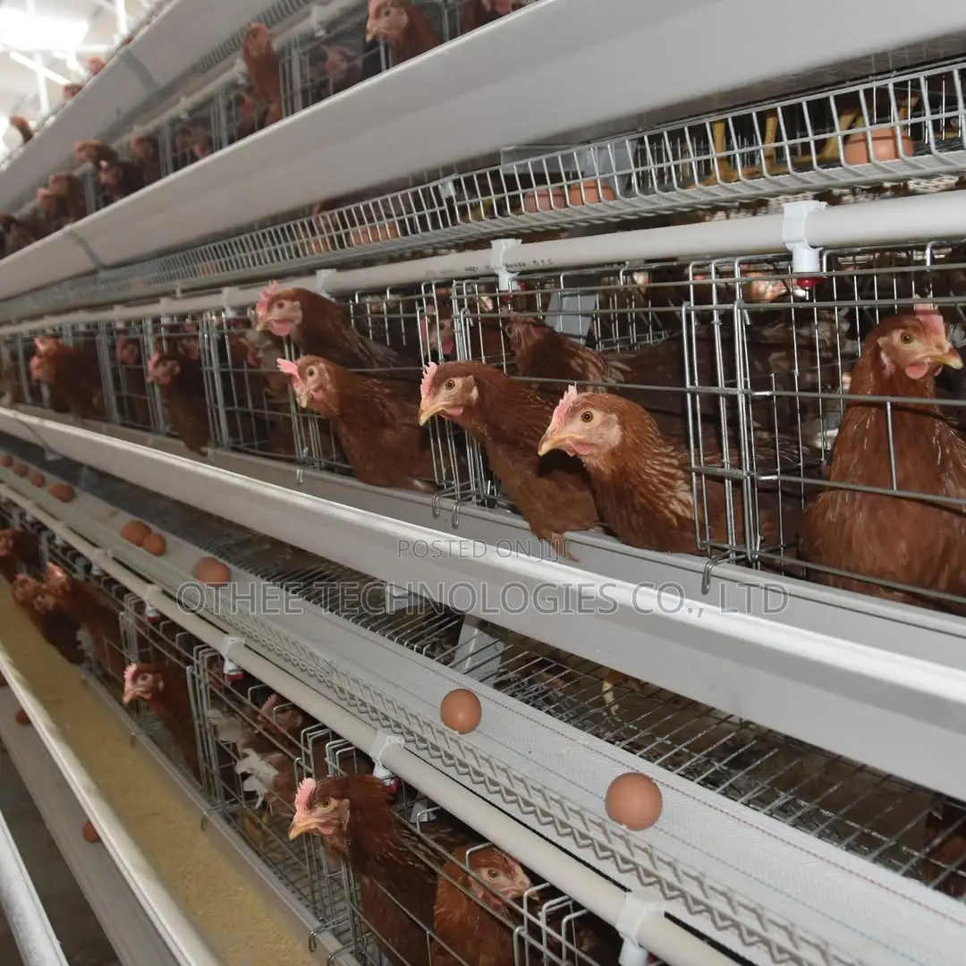 Auto Type a Cage Upto 8000 Laying Hens in One House