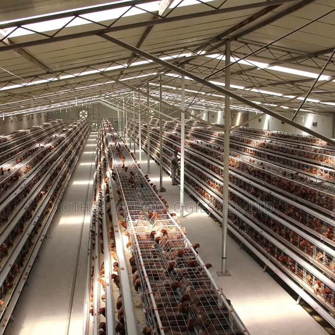 Auto Type a Cage Upto 8000 Laying Hens in One House