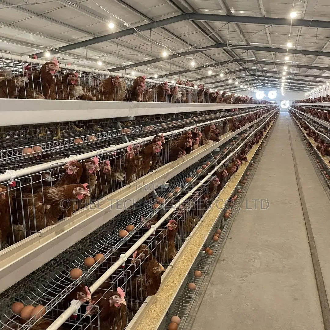 Auto Type a Cage Upto 8000 Laying Hens in One House
