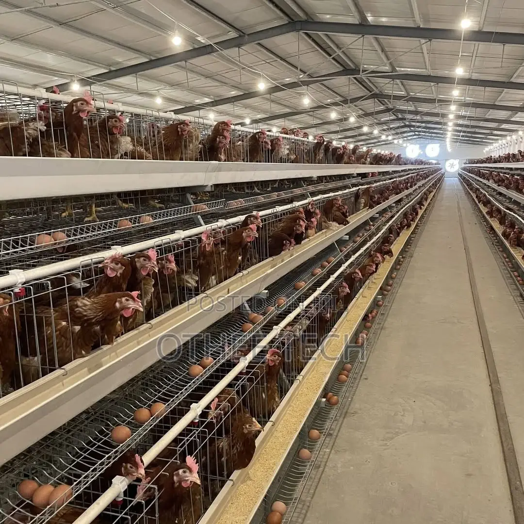 Auto Type a Cage Upto 8000 Laying Hens in One House