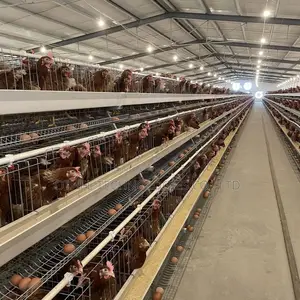 Auto Type a Cage Upto 8000 Laying Hens in One House